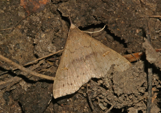 Renia adspergillus Erebidae