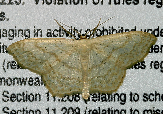 Scopula limboundata Geometridae