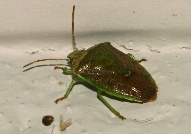 Banasa calva Pentatomidae