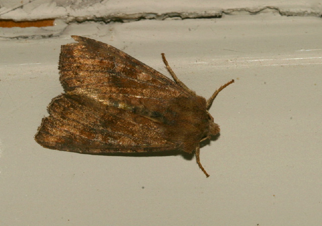 Tricholita signata Noctuidae