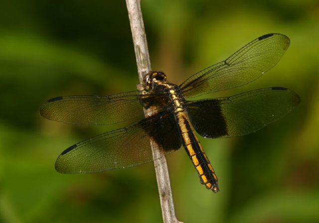 Libellula luctuosa Libellulidae