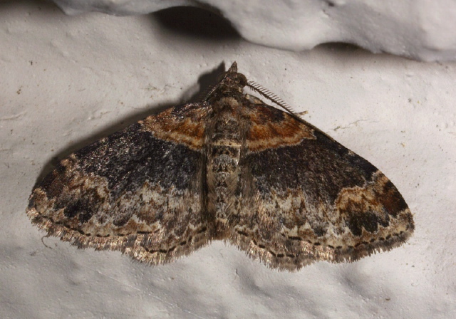 Xanthorhoe ferrugata Geometridae