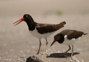 american_oystercatcher001