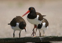 american_oystercatcher010