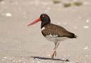 american_oystercatcher940