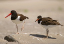 american_oystercatcher992