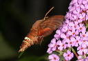 amphion_img_3261
