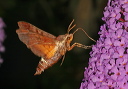 amphion_img_3271