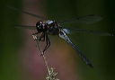 bar-winged_skimmer134