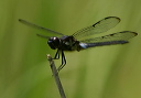 bar-winged_skimmer271
