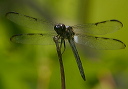 bar-winged_skimmer289