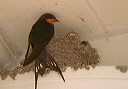 barnswallow212