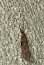 caddisfly404