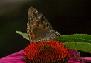 duskywing_img_3160