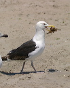 great_black-backed_gull022