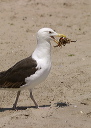 greatblackbackedgull022