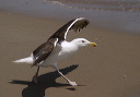 greatblackbackedgull024