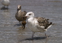 greatblackbackedgull036