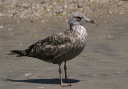 herring_gull038