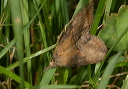 hypena_3289