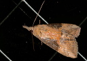 hypena_3411