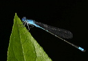 img_2888_enallagma