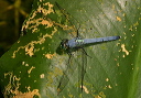 img_2896_erythemis