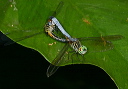 img_2918_pachydiplax