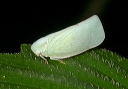 img_3360_flatidae