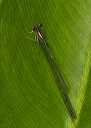 orange_bluet2895