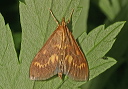 ostrinia_img_3338