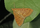 ostrinia_img_3354