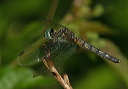pachydiplax_img_3113