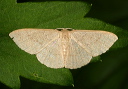 pleuroprucha_insulsaria388