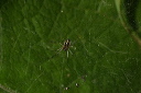 spiderweb356