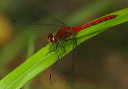 sympetrum_sp151