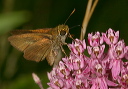 tawny-edged_skipper111