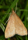 udea_rubigalis370