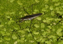 water_strider_img_3180