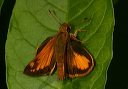 zabulonskipper352