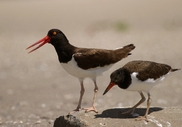 Haematopus palliatus Haematopodidae