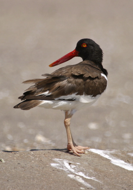 Haematopus palliatus Haematopodidae
