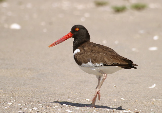 Haematopus palliatus Haematopodidae