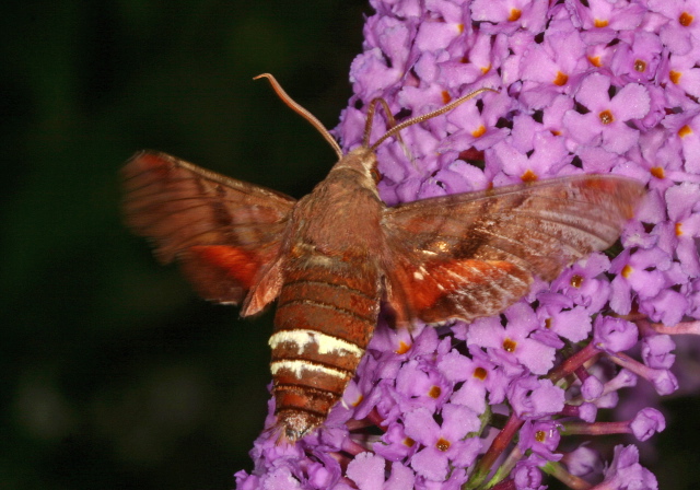 Amphion floridensis Sphingidae