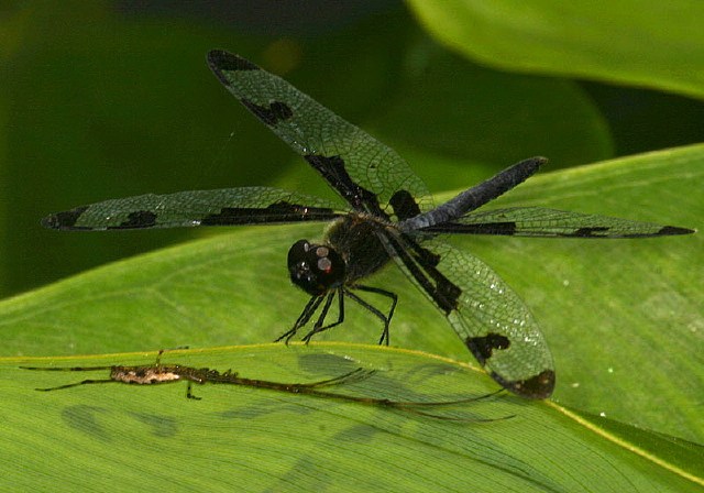 Celithemis fasciata Libellulidae