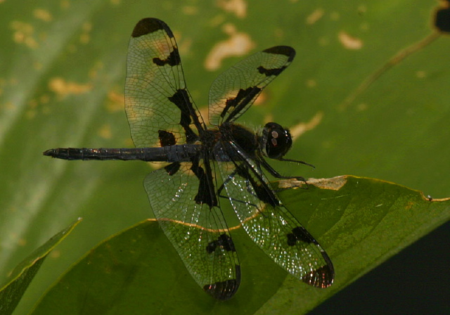 Celithemis fasciata Libellulidae
