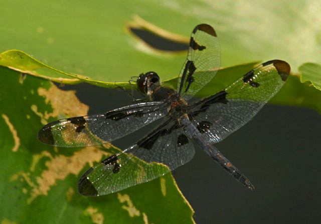 Celithemis fasciata Libellulidae