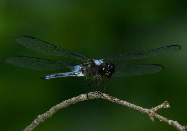 Libellula axilena Libellulidae