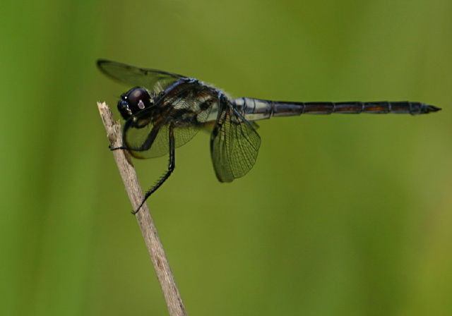 Libellula axilena Libellulidae