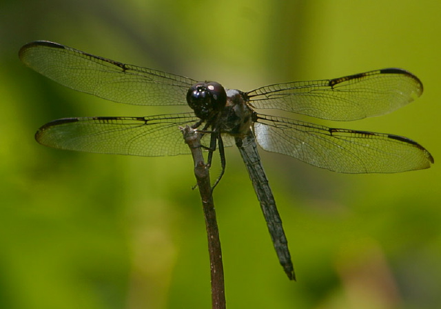 Libellula axilena Libellulidae